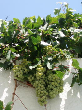 Grapes